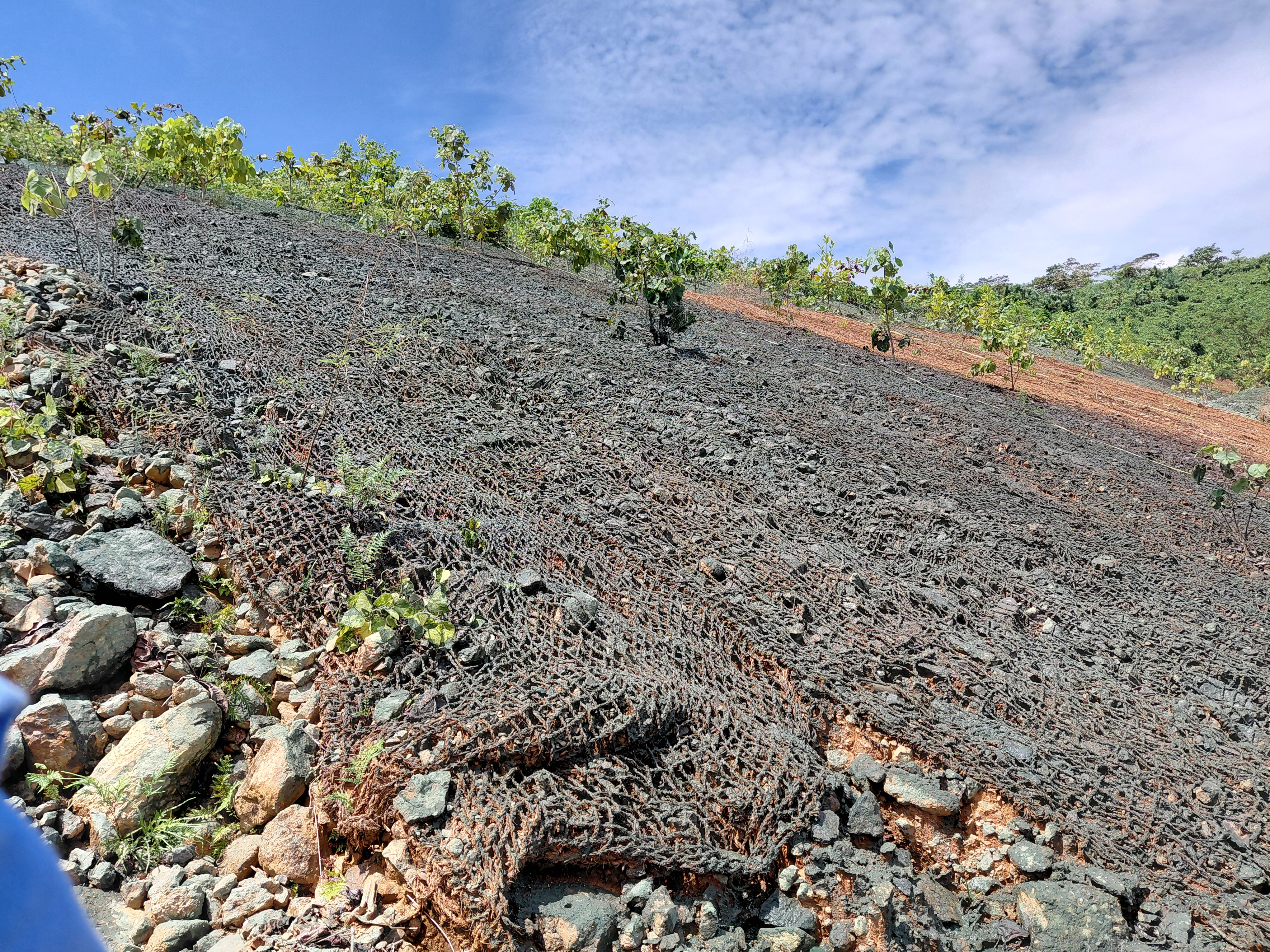 2.B. Tebing Tanah setelah aplikasi GREEN STIQSLOPE Hydroseeding dengan benih Legume Cover Crop (LCC)