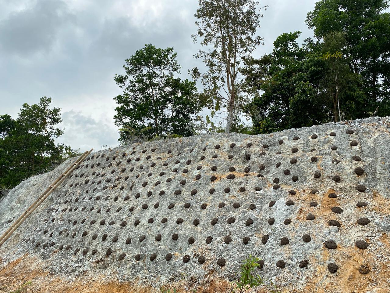 2.B. Diaplikasikan material EGLUE untuk meningkatkan pH Tebing Batuan Cadas. Setelah pH tebing berhasil dinetralkan, dilakukan STIQSLOPE Templok dengan benih Legume Cover Crop (LCC)