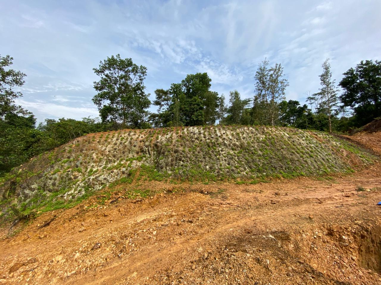 3.A. Pertumbuhan LCC pada Tebing Batuan Cadas Asam (2 minggu setelah templok)