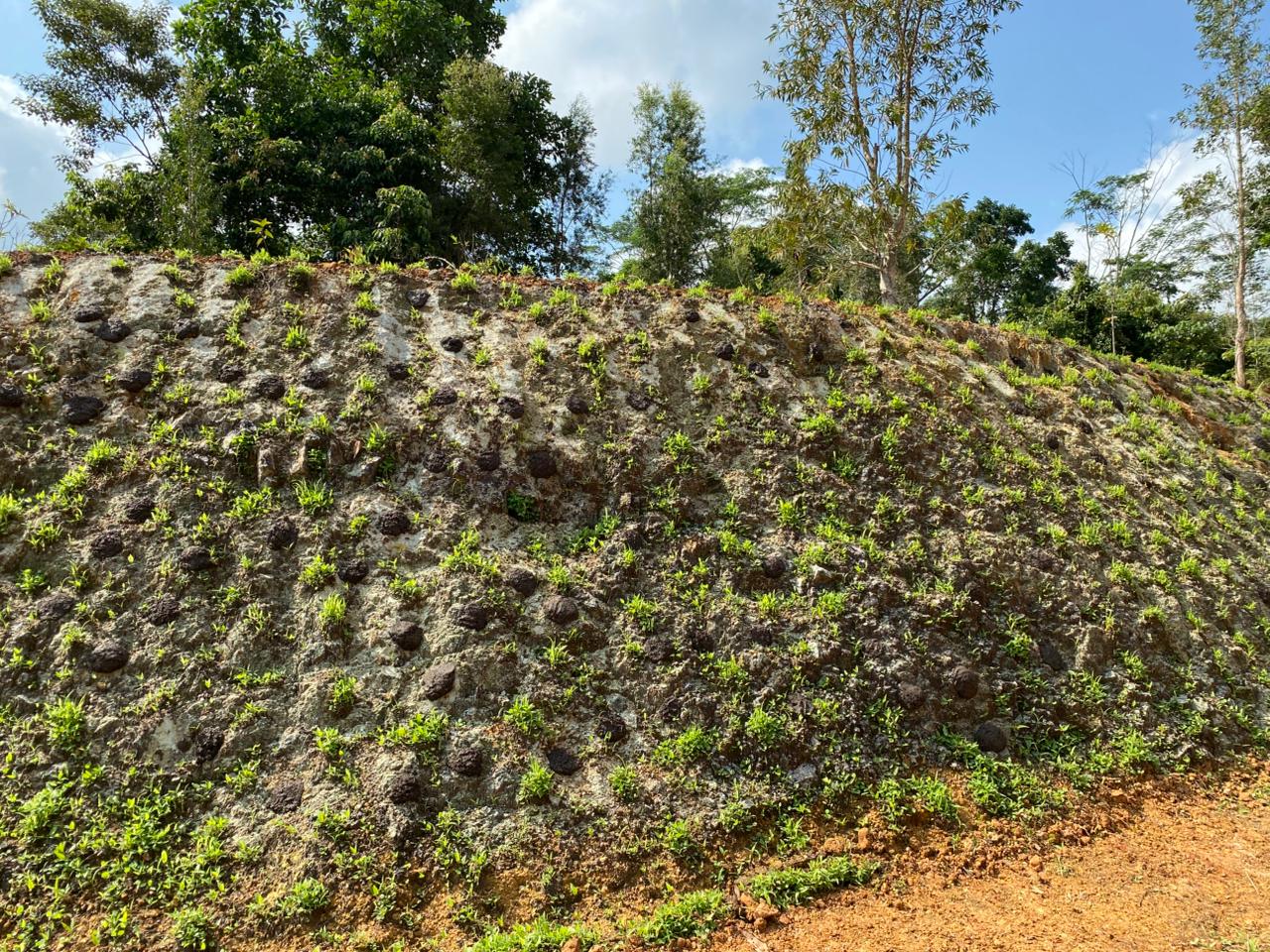 3.D. Pertumbuhan LCC pada Tebing Batuan Cadas Asam (2 minggu setelah templok)