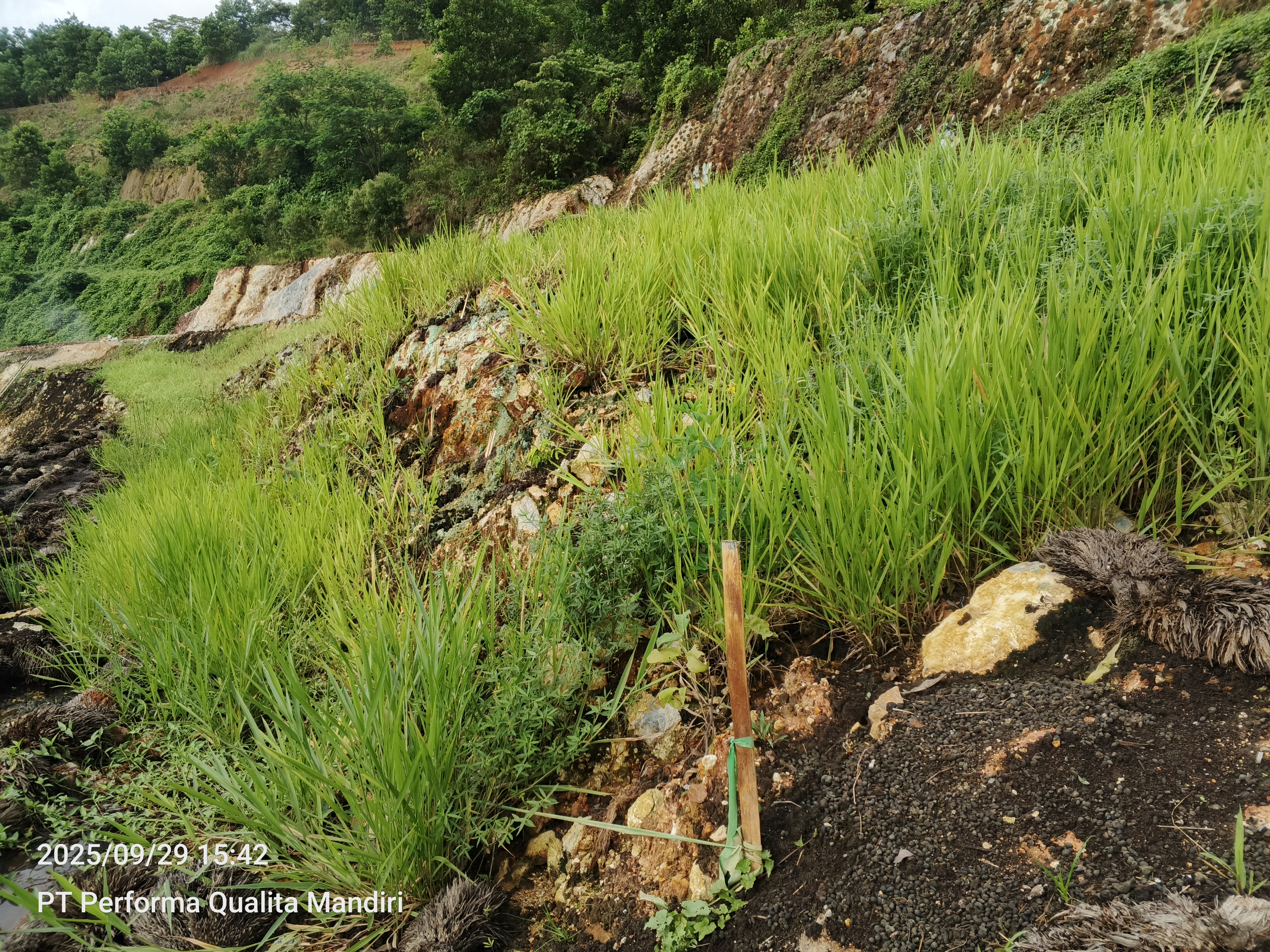 4.A. Pertumbuhan Signal Grass dan Stylosanthes di Lembah Batuan Sulfur 5 bulan setelah tanam