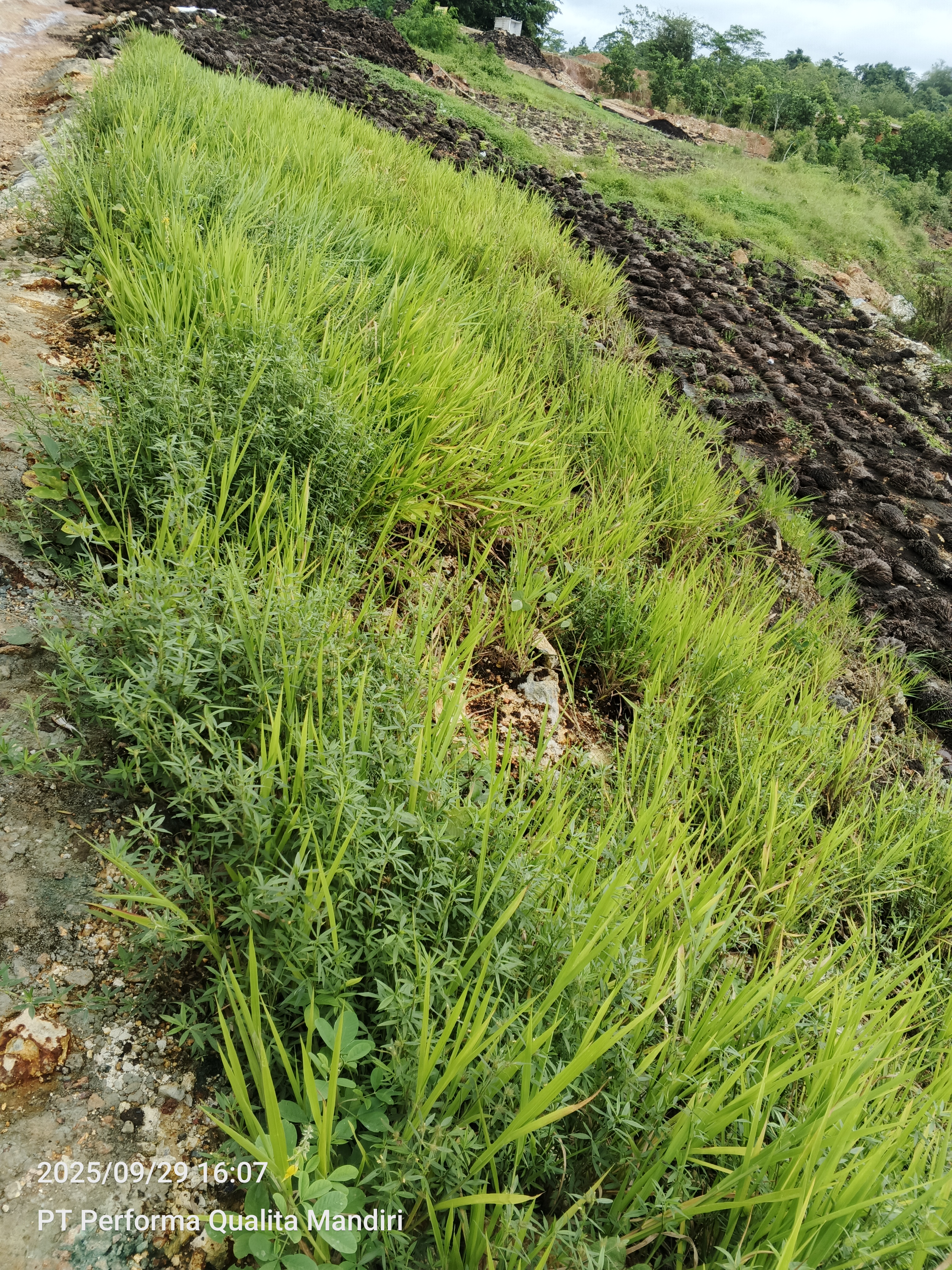 4.B. Pertumbuhan Signal Grass dan Stylosanthes di Lembah Batuan Sulfur 5 bulan setelah tanam