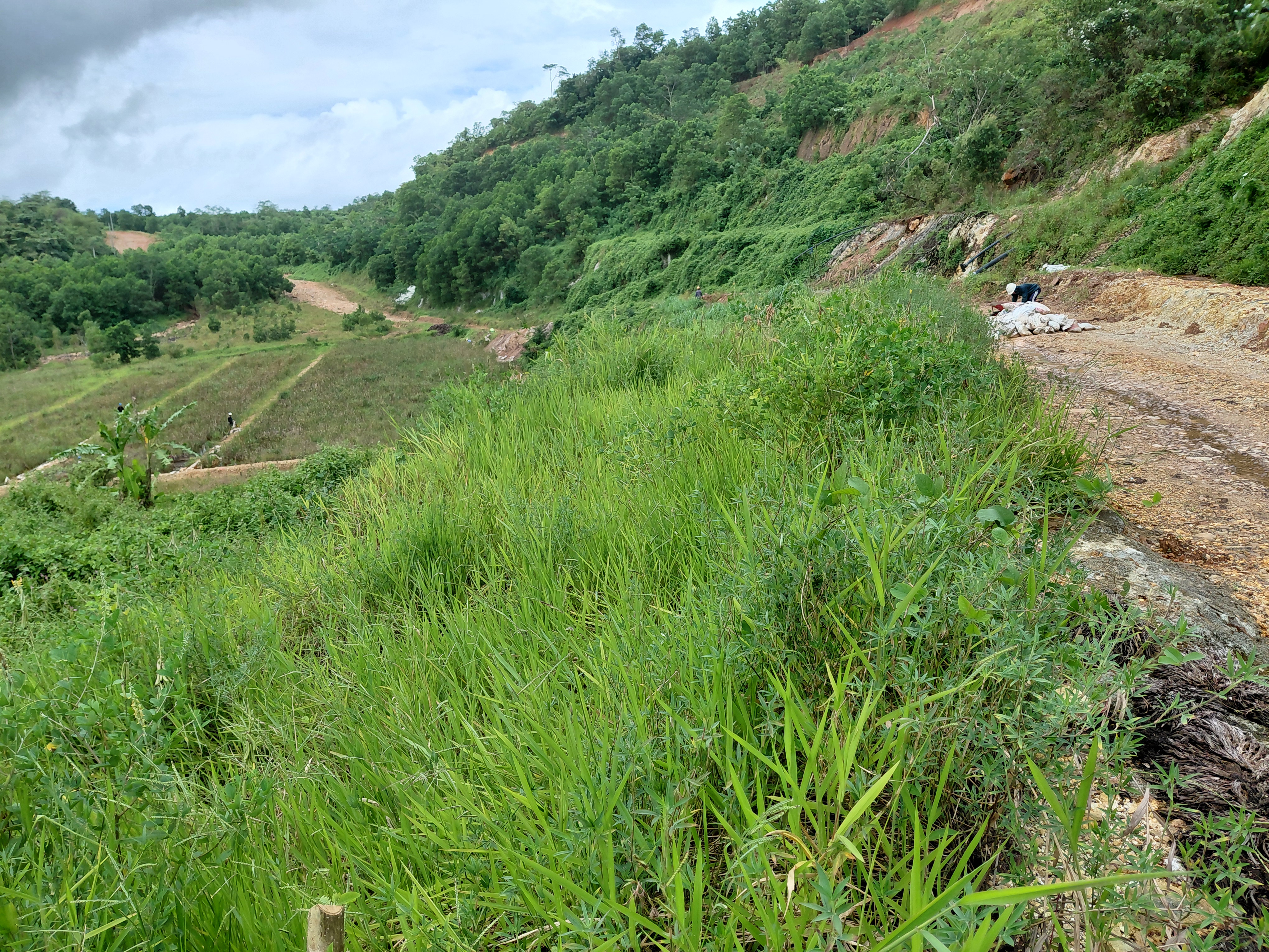 5. Pertumbuhan Signal Grass dan Stylosanthes di Lembah Batuan Sulfur 9 bulan setelah tanam