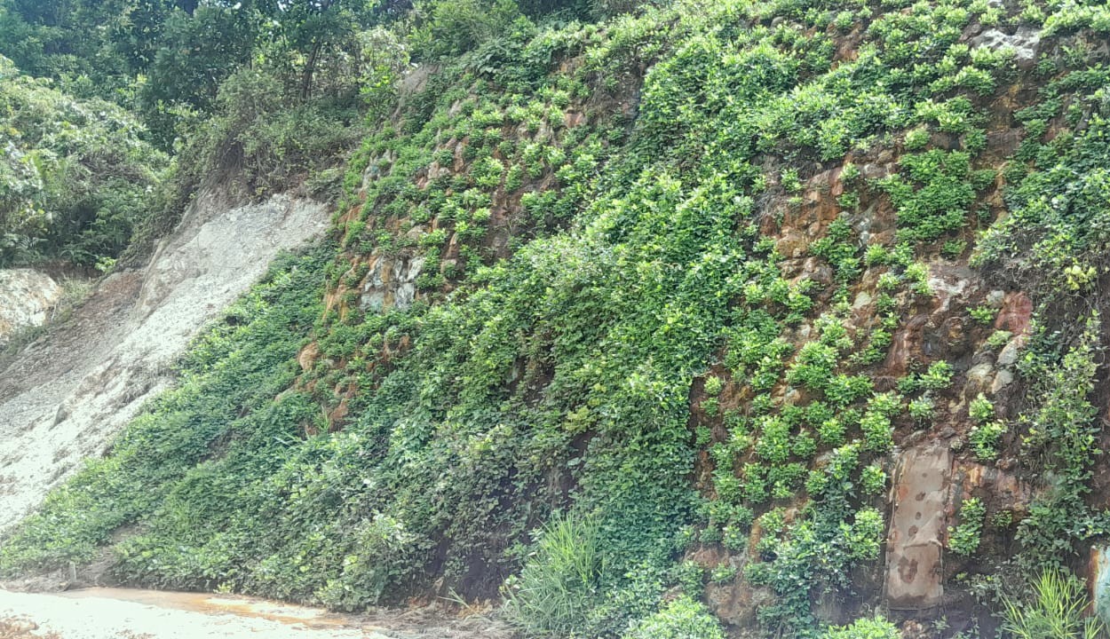 6. Pertumbuhan LCC di Tebing Batuan Asam Sulfur 4 minggu setelah penyulaman
