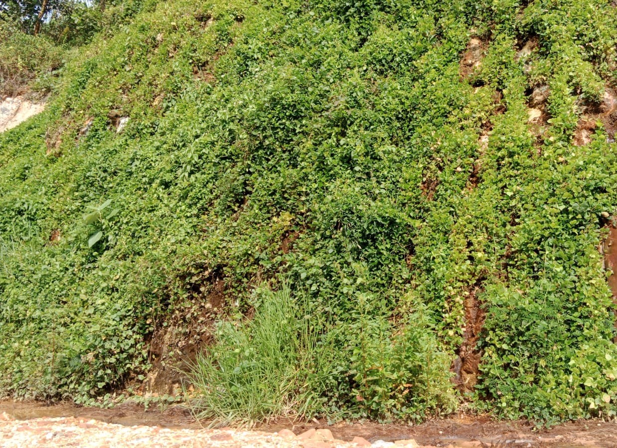 7. Pertumbuhan LCC di Tebing Batuan Asam Sulfur 10 minggu setelah penyulaman